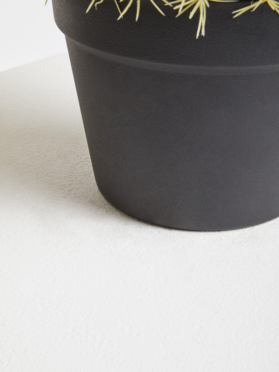 Fiori Round Cactus in Pot