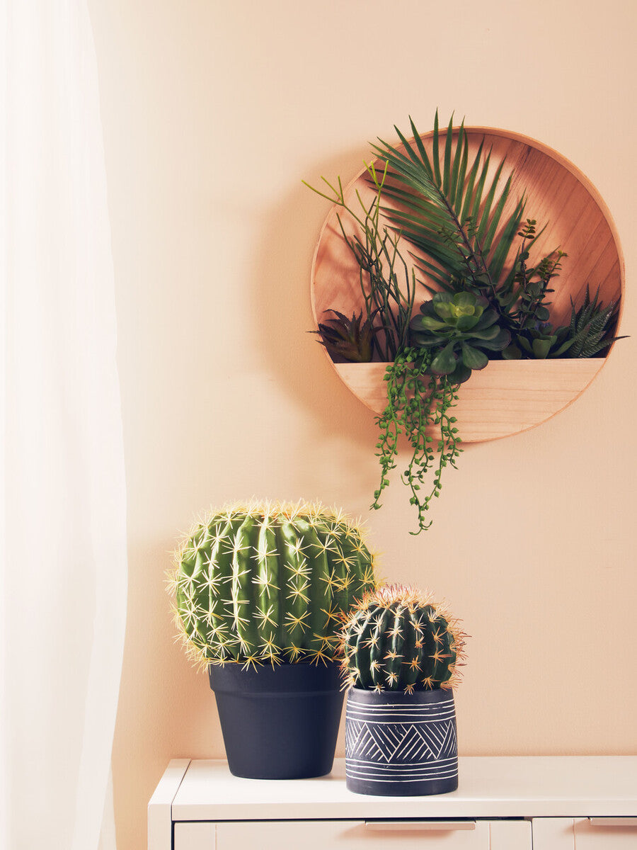 Fiori Round Cactus in Pot