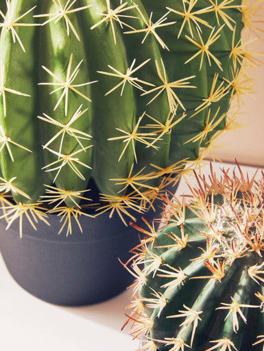 Fiori Cactus