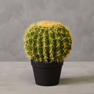 Round Cactus in Pot | Fiori