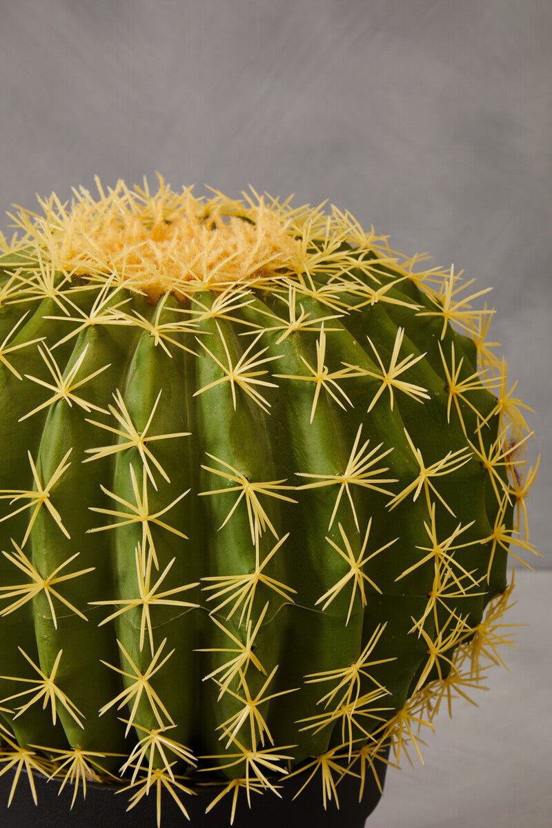 Fiori Round Cactus in Pot
