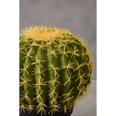 Fiori Cactus