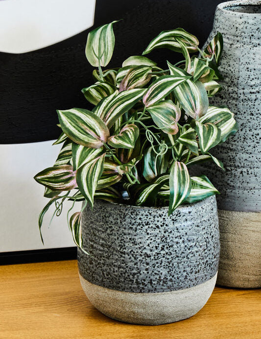 Three ceramic pots with a plant on a wooden surface against a black and white abstract background
