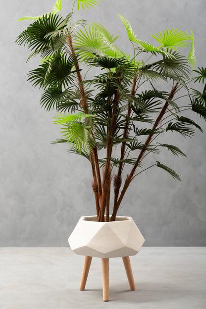Potted plant with a geometric white pot on a gray background