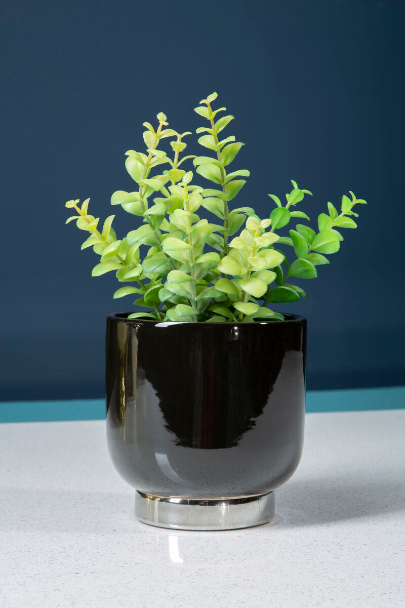 Green potted plant in a black pot on a white surface with a blue background