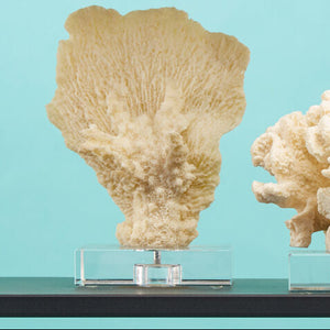 Boho Small White Coral Decor