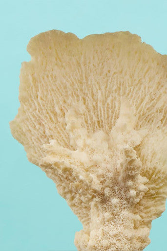 Boho Small White Coral Decor - Image 6