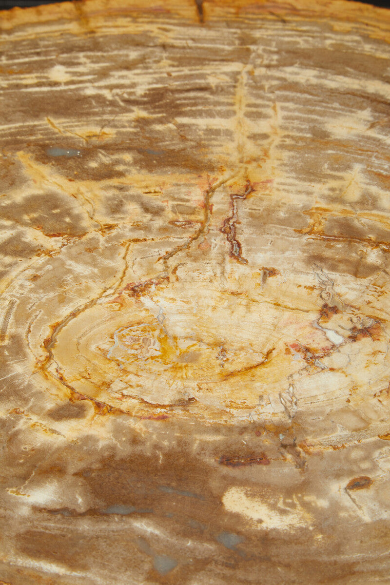 Relic Natural Petrified Wood Coffee Table